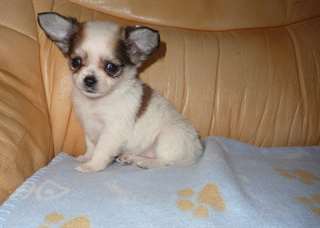 Chiot chihuahua non lof a donner