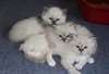 Birman disponibles pour l'adoption. (219) 243-9341 - photo 1