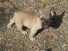 Chiot pure race bouledogue Fran&#231;ais femelle fauve - photo 1