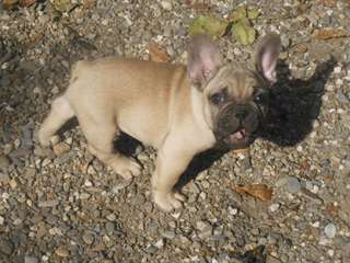 Chiot pure race bouledogue Fran&#231;ais femelle fauve