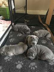 Modr&#225; Ohromuj&#237;c&#237; Shar Pei