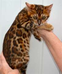 Beaux chatons bengal disponible pour adoption