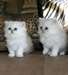 Chatons persans mignons - photo 1