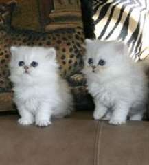 Chatons persans mignons