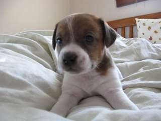 Chiots Jack Russell masculins et f&#233;minins.