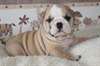 Chiots Bulldog anglais femelle - photo 1