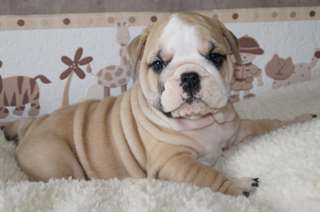 Chiots Bulldog anglais femelle