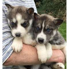 Chiots Blue Eyed Husky sib&#233;rien Pr&#234;t