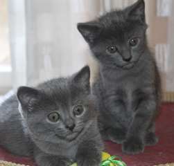 2 femelle et 2 m&#226;les chatons chartreux