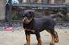 Superbes chiots rottweiler race pure LOF A donner - photo 1