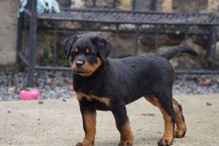 Superbes chiots rottweiler race pure LOF A donner