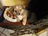 Jolie chiots femelle de type chihuahua - photo 1