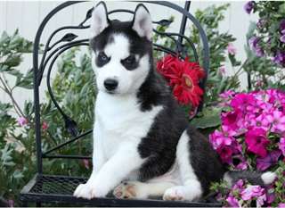 Adorables Chiots Husky disponible