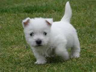 Deux Chiots West Highland Terrier