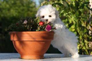 Magnifique Bichon Maltais Femelle