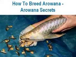 Qualit&#233; or 24K Arowana poissons et beaucoup d'autr