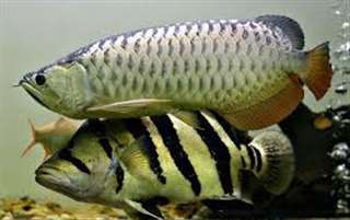 Qualit&#233; or 24K Arowana poissons et beaucoup d'autr