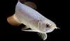 Arowana poissons et beaucoup d'autres disponibles - photo 1