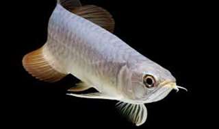 Arowana poissons et beaucoup d'autres disponibles