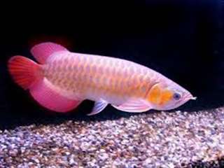 Qualit&#233; or 24K Arowana poissons et beaucoup d'autr