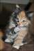 adorables chatons siberien neva - photo 1