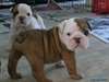 Bulldogs anglais pour adoption. - photo 1