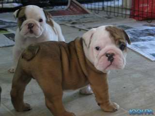 Bulldogs anglais pour adoption.