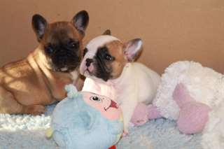 Magnifiques chiots bouledogue Francais