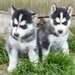 Chiots husky de Sib&#233;rie disponibles pour adoption - photo 1