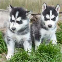 Chiots husky de Sib&#233;rie disponibles pour adoption