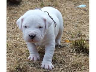 A DONNER :  Superbe chiot dogue argentin LOF