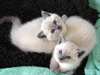 adorables Chatons siamois a donner - photo 1