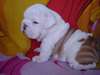 Chiots Bouledogue anglais - photo 1