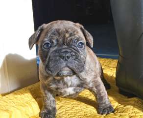 Adorable chiots bulldog fran&#231;ais de No&#235;l.