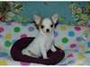 A donner mon chiot chihuahua femelle non lof - photo 1