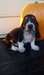 Chiots basset hound pour adoption - photo 1