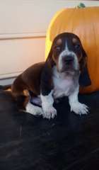 Chiots basset hound pour adoption