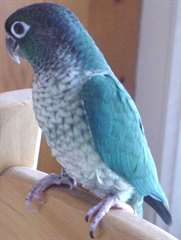 male et une femelle perroquet  conure a joues vert