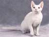 Chatons Devon Rex pour adoption urgent - photo 1