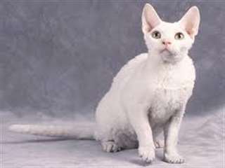 Chatons Devon Rex pour adoption urgent