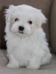 Port&#233;e de 4 adorables chiots bichon frise non lof