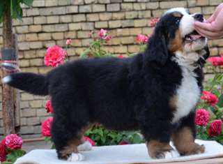 Chiots Bouvier Bernois recherche une famille