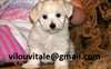 Coton De Tulear - photo 1