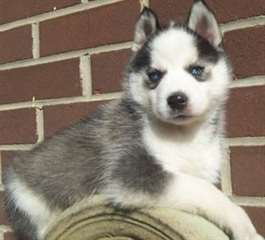 Adorables chiots Siberian Husky