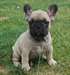 Adorable Femelle bouledogue francais disponible - photo 1