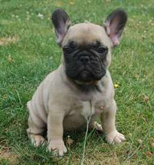 Adorable Femelle bouledogue francais disponible