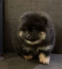 Choits Pomeranian