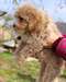 Choits Maltipoo - photo 1