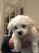 chiots maltese a vendre - photo 1