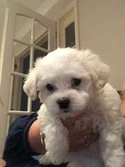 chiots maltese a vendre